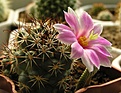 Нажмите на изображение для увеличения.

Название:	Mammillaria_schumannii_04_08_2010_c.jpg
Просмотров:	323
Размер:	118.8 Кб
ID:	312497