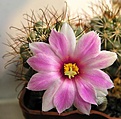 Нажмите на изображение для увеличения.

Название:	Mammillaria_schumannii_04_08_2010_e.jpg
Просмотров:	268
Размер:	86.5 Кб
ID:	312498