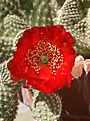 Нажмите на изображение для увеличения.

Название:	IMG_2496.jpg
Просмотров:	293
Размер:	85.4 Кб
ID:	312611