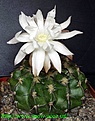 Нажмите на изображение для увеличения.

Название:	Discocactusspinosior.JPG
Просмотров:	329
Размер:	115.6 Кб
ID:	312670