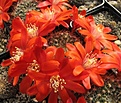 Нажмите на изображение для увеличения.

Название:	Rebutia_narvaecensis_spec.jpg
Просмотров:	284
Размер:	107.0 Кб
ID:	312675