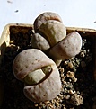 Нажмите на изображение для увеличения.

Название:	Lithops julii f.pallid SB1344_9.10.JPG
Просмотров:	227
Размер:	222.8 Кб
ID:	312722