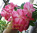 Нажмите на изображение для увеличения.

Название:	IMG_8236_1.jpg
Просмотров:	159
Размер:	157.5 Кб
ID:	312743