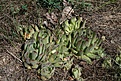 Нажмите на изображение для увеличения.

Название:	Sempervivum_ruthenicum_IMG_7172.jpg
Просмотров:	185
Размер:	224.1 Кб
ID:	312761