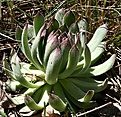 Нажмите на изображение для увеличения.

Название:	Sempervivum_ruthenicum_IMG_7182.jpg
Просмотров:	180
Размер:	158.7 Кб
ID:	312762