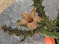 Нажмите на изображение для увеличения.

Название:	Stapelianthusdecaryi_1.jpg
Просмотров:	273
Размер:	168.1 Кб
ID:	312799