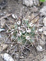 Нажмите на изображение для увеличения.

Название:	ECEtriglochidiatusgonacanthus.jpg
Просмотров:	212
Размер:	204.7 Кб
ID:	312851