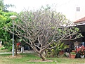 Нажмите на изображение для увеличения.

Название:	plumeria1.jpg
Просмотров:	281
Размер:	243.3 Кб
ID:	312948