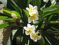 Нажмите на изображение для увеличения.

Название:	plumeria2.jpg
Просмотров:	277
Размер:	217.6 Кб
ID:	312949