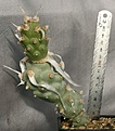 Нажмите на изображение для увеличения.

Название:	Tephr_articulatus_perspect_IMG_9058.jpg
Просмотров:	240
Размер:	111.3 Кб
ID:	312952