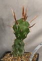 Нажмите на изображение для увеличения.

Название:	Tephr_articulatus_perspect_IMG_9063.jpg
Просмотров:	238
Размер:	82.7 Кб
ID:	312953