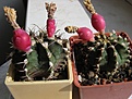 Нажмите на изображение для увеличения.

Название:	Gymnocalycium_anisitsii1.jpg
Просмотров:	303
Размер:	83.1 Кб
ID:	312980