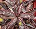 Нажмите на изображение для увеличения.

Название:	aloe_bakeri__madagaskar__small.jpg
Просмотров:	202
Размер:	36.3 Кб
ID:	313051