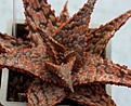 Нажмите на изображение для увеличения.

Название:	aloe_cv_franco_small.jpg
Просмотров:	207
Размер:	32.5 Кб
ID:	313053