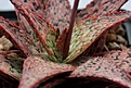 Нажмите на изображение для увеличения.

Название:	aloe_cv_pink_flush_small.jpg
Просмотров:	203
Размер:	57.5 Кб
ID:	313054