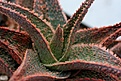 Нажмите на изображение для увеличения.

Название:	aloe_cv_vito_small.jpg
Просмотров:	204
Размер:	57.8 Кб
ID:	313055