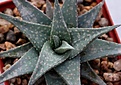 Нажмите на изображение для увеличения.

Название:	aloe_silver_spur_small.jpg
Просмотров:	212
Размер:	33.3 Кб
ID:	313057