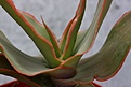 Нажмите на изображение для увеличения.

Название:	aloe_striata_small.jpg
Просмотров:	210
Размер:	37.0 Кб
ID:	313058
