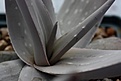 Нажмите на изображение для увеличения.

Название:	aloe_tomentosa_small.jpg
Просмотров:	194
Размер:	32.1 Кб
ID:	313059