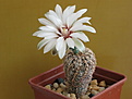 Нажмите на изображение для увеличения.

Название:	1_Gymnocalycium_papschii_WP111.jpg
Просмотров:	270
Размер:	105.9 Кб
ID:	313066