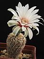 Нажмите на изображение для увеличения.

Название:	1_Gymnocalycium_papschii_WP111_2.jpg
Просмотров:	589
Размер:	72.4 Кб
ID:	313067