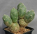 Нажмите на изображение для увеличения.

Название:	Cumulopuntia_cf_pentlandii_4yv_IMG_9203.jpg
Просмотров:	219
Размер:	139.3 Кб
ID:	313072