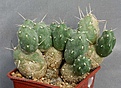 Нажмите на изображение для увеличения.

Название:	Cumulopuntia_cf_pentlandii_8yv_IMG_9186.jpg
Просмотров:	225
Размер:	139.0 Кб
ID:	313073