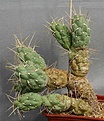 Нажмите на изображение для увеличения.

Название:	Cumulopuntia_pentlandii_LH491_5ys_IMG_9224.jpg
Просмотров:	221
Размер:	138.9 Кб
ID:	313074