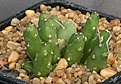 Нажмите на изображение для увеличения.

Название:	Maihueniopsis_glomerata_KP556_2yv_IMG_9134.jpg
Просмотров:	219
Размер:	98.0 Кб
ID:	313080
