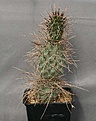 Нажмите на изображение для увеличения.

Название:	Tephrocactus_aoracanthus_ZJ166_5ys_IMG_9267.jpg
Просмотров:	220
Размер:	111.1 Кб
ID:	313086
