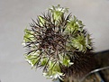 Нажмите на изображение для увеличения.

Название:	Mammillaria_microhelia_137.jpg
Просмотров:	742
Размер:	74.8 Кб
ID:	313097