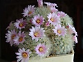 Нажмите на изображение для увеличения.

Название:	Mammillaria_carmenae_roseoflora_126.jpg
Просмотров:	687
Размер:	77.5 Кб
ID:	313101