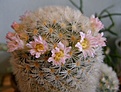 Нажмите на изображение для увеличения.

Название:	Mammillaria_laui.jpg
Просмотров:	789
Размер:	59.5 Кб
ID:	313102