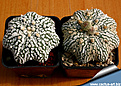 Нажмите на изображение для увеличения.

Название:	Astrophytum_superkabuto_star_shape.jpg
Просмотров:	518
Размер:	242.2 Кб
ID:	313113