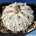 Нажмите на изображение для увеличения.

Название:	Astrophytum_superkabuto_snow-1.jpg
Просмотров:	520
Размер:	143.1 Кб
ID:	313114