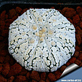 Нажмите на изображение для увеличения.

Название:	Astrophytum_superkabuto_snow-2.jpg
Просмотров:	517
Размер:	34.9 Кб
ID:	313115
