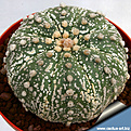 Нажмите на изображение для увеличения.

Название:	Astrophytum_asterias_hakuuun_1.jpg
Просмотров:	509
Размер:	245.2 Кб
ID:	313117