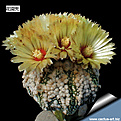 Нажмите на изображение для увеличения.

Название:	Astrophytum_asterias_hanazono_2.jpg
Просмотров:	528
Размер:	225.9 Кб
ID:	313118