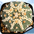 Нажмите на изображение для увеличения.

Название:	Astrophytum_asterias_hanazono_1.jpg
Просмотров:	514
Размер:	243.2 Кб
ID:	313119