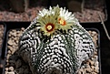 Нажмите на изображение для увеличения.

Название:	Astrophytum_asterias_hanazono_star.jpg
Просмотров:	512
Размер:	169.8 Кб
ID:	313120