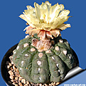 Нажмите на изображение для увеличения.

Название:	Astrophytum_asterias_kikko_nudum.jpg
Просмотров:	517
Размер:	186.5 Кб
ID:	313123
