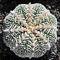 Нажмите на изображение для увеличения.

Название:	Astrophytum_asterias_V-type-4.jpg
Просмотров:	514
Размер:	215.7 Кб
ID:	313127