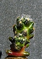 Нажмите на изображение для увеличения.

Название:	Mammillaria roszekii_9.10.JPG
Просмотров:	733
Размер:	243.5 Кб
ID:	313147