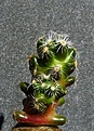Нажмите на изображение для увеличения.

Название:	Mammillaria roszekii_9.10.JPG
Просмотров:	885
Размер:	243.5 Кб
ID:	313147