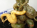 Нажмите на изображение для увеличения.

Название:	YellowCaudex.JPG
Просмотров:	153
Размер:	59.2 Кб
ID:	313179