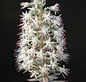 Нажмите на изображение для увеличения.

Название:	orostachys_anthus.jpg
Просмотров:	373
Размер:	134.6 Кб
ID:	313199
