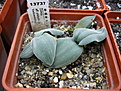 Нажмите на изображение для увеличения.

Название:	Drimaiaffpolyphyla.jpg
Просмотров:	784
Размер:	148.1 Кб
ID:	313238
