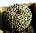 Нажмите на изображение для увеличения.

Название:	Mammillaria crucigera SB529_1.03-8.10.JPG
Просмотров:	594
Размер:	197.8 Кб
ID:	313239