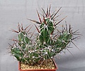 Нажмите на изображение для увеличения.

Название:	Opuntia_invicta_SB1815_5ys_IMG_9333.jpg
Просмотров:	211
Размер:	112.4 Кб
ID:	313242