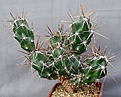 Нажмите на изображение для увеличения.

Название:	Opuntia_invicta_SB1267_IMG_9336.jpg
Просмотров:	215
Размер:	124.1 Кб
ID:	313243